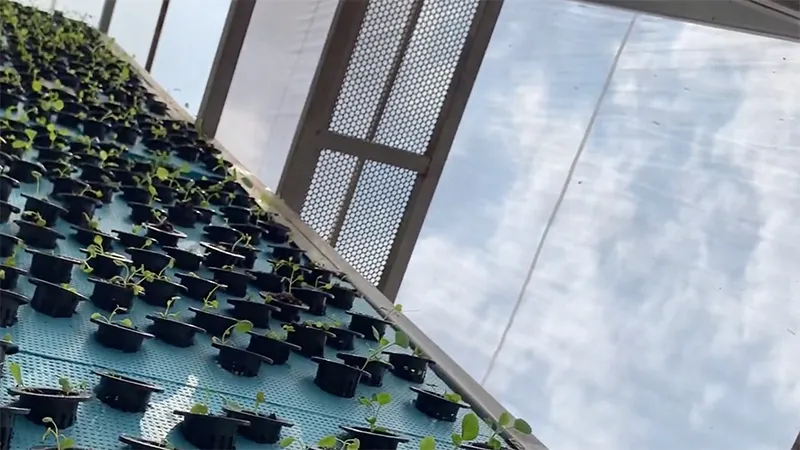 Scout Sky Garden