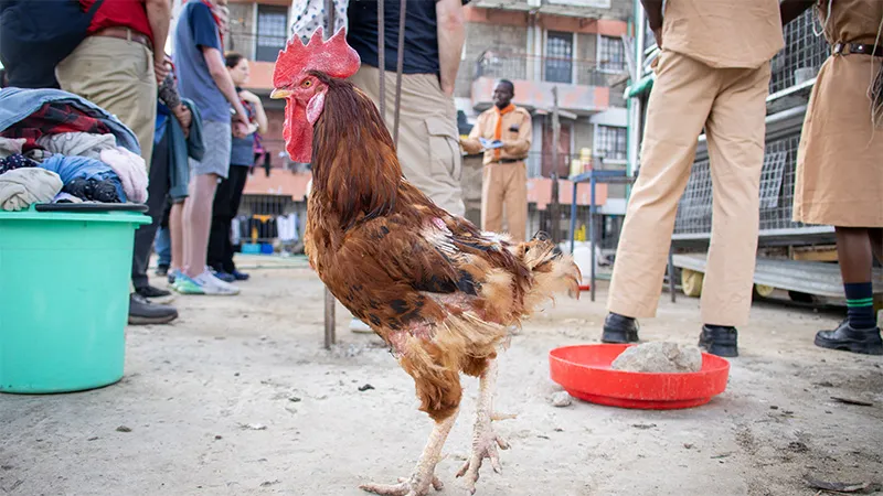 8th Honours Programme Field Trip, Kenya.